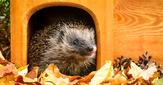 Is Your Hedgehog Foaming? It’s Not Rabies—It’s a Natural Behavior Called Self-Anointing