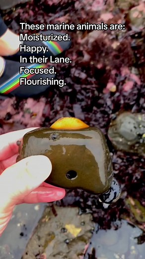 Discover the Fascinating World of Sea Slugs | Ocean Life