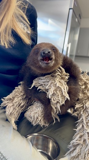 137K views · 2.9K reactions | Baby sloth breakfast time! 丹殮 | San Antonio Zoo | Facebook