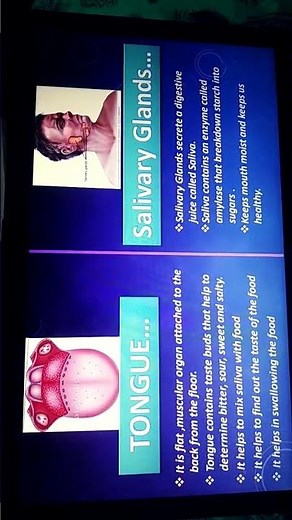 Human digestive system ppt presentation