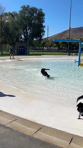 Dog swim has started 11-3 today. $10/dog | Pocatello Ross Park Aquatic Complex