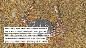 呂Occhi puntati su una nuova specie aliena: il granchio crocifisso (Charybdis feriata) è stato pescato nel Mar Adriatico.  Sempre più numerosi sono gli organismi alieni che stanno colonizzando il nostro territorio, con il potenziale di alterare gravemente l'equilibrio dell'ambiente locale. #speciealiena #granchiocrocifisso #MarAdriatico | Casaegiardino.it | Facebook