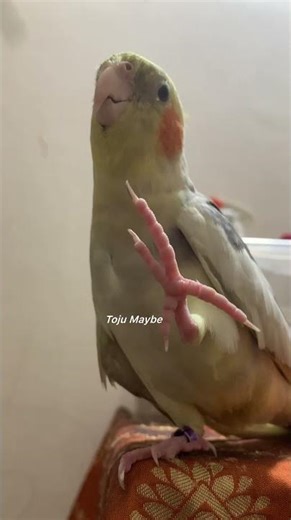 Choco Choco song🤭￼