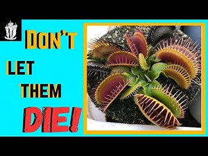 Venus Flytrap Dormancy - How to Keep Your Venus Flytrap Dormant