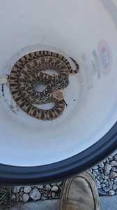 Bullsnakes are the kings of impersonation! One of the most commonly misidentified snakes I get called out for is the bullsnake. When they feel threatened, they’ll vibrate their tail and mimic a rattlesnake. It’s an impressive defense trick… and it works a little too well. #ssrsethssnakeremoval #snakes #MICE # #fyp #fypシ #cool #Awesome #beautiful #Benificial #Colorado #native | SSR Seth's Snake Removal