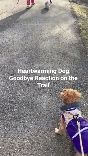 My Dog's New Friend CRIES During Farewell! #my #cute #dog #puppy #friends #shorts #viral #pets #pet