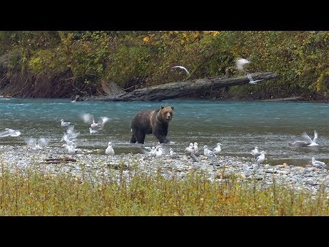 Grizzly Bären am Sonora Resort in Kanada