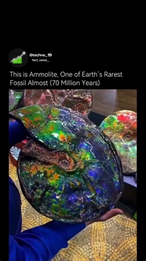 Fact_verse__ | Ammolite fossil, created from the shells of extinct ammonites (marine mollusks that lived ~70 million years ago). After preparation... | Instagram