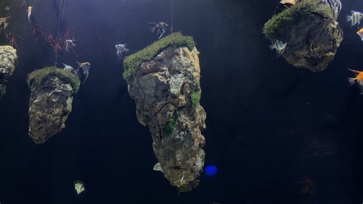 Fish, Beautiful Wallpaper, To Swim. Free Stock Video