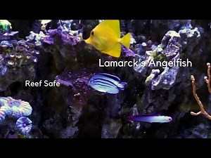 Lamarck's Angelfish Care Tips and Behavior