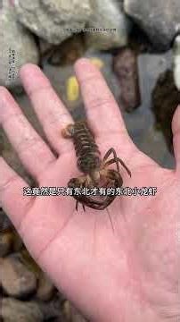 I have two big frogs... #Chatterbox #OutdoorForaging #HornedFrog #WinterFishingChallenge