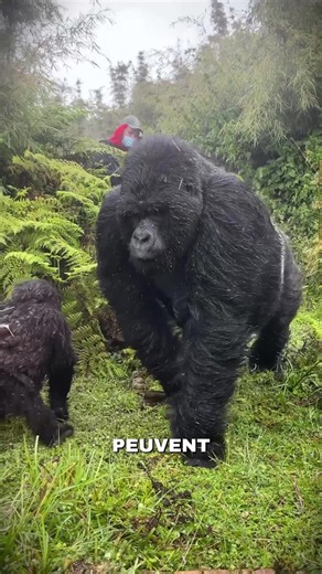 Commente d’autres animaux qui peuvent battre un gorille ! #gorille #animauxdangereux #animaux #animal