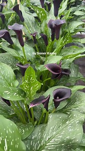 10K views · 1.5K reactions | Calla Lily, Gala Çiçeği, Zantedeschia, Kala #sonerkazaz #callalily #calla #galaçiçeği #kala #çiçek #flowers #zantedeschia #house #houseplants #ev #sera #greenhouse #cutflower #potplants #indoorplants # | Soner Kazaz | Facebook