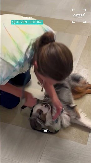 Therapy Dogs Dramatic Cpr Performance For Hospital Nurses 🙈 #dogs #CPR