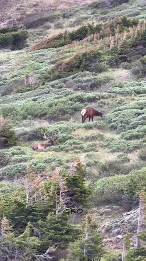 96K views · 1.9K reactions | A couple bull elk just relaxing in the high country! www.goodbullguided.com | Good Bull Outdoors | Facebook