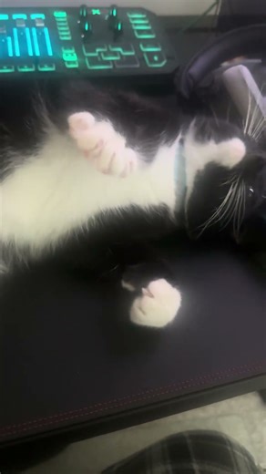 Eclipse enjoying attention on my desk. #cat #catlife #catlovers #cutecat #cute #tuxedocat #cats