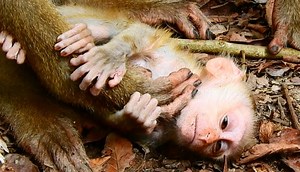 Helplessly baby Lucie can't escape from nasty mom's hand squeeze neck teach lesson | Animals JoJo Family