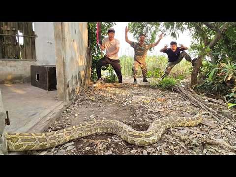Brave Hunters Rescues Young Man From 100 Giant Anaconda In Abandoned House