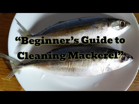 Watch Me Turn a Fresh Mackerel Into a Perfect Fillet😍😍...A relaxing Mackerel Cleaning 😁😁