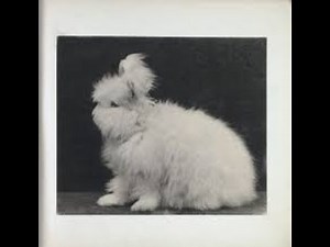 Nazi Rabbits The Angora Rabbit Project