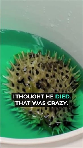 The SCARIEST Moment with Petey... He Puffed Up 🐡⚠️