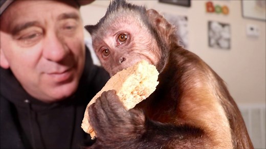 Capuchin Monkey Boo eats a peanut butter sandwich for Monkey Monday! He makes all kinds of monkey noises and lots of head whips. He loves it! | MonkeyBoo