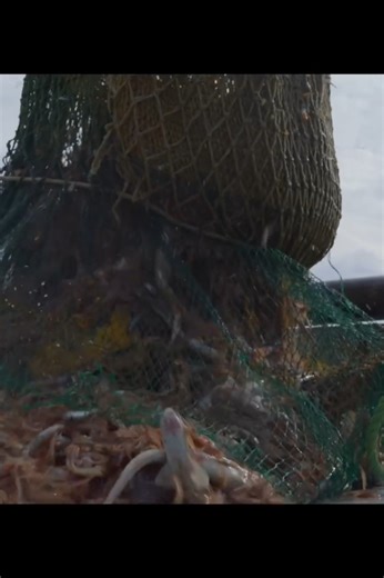 After all, why should bottom trawling be banned?