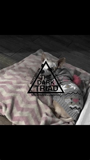 Understanding Chihuahua Behavior and Care Tips