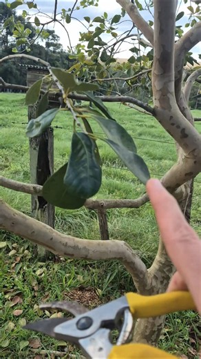 Poda de Limpeza é Necessária em Qualquer Frutífera, Entenda Por quê?