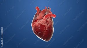3D human heart 360 rotate