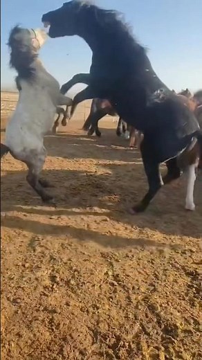 Stallion protecting his herd