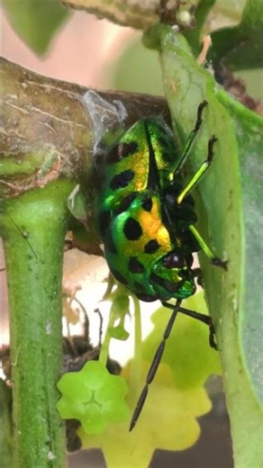 beautiful color Insects🐞 #youtubeshorts