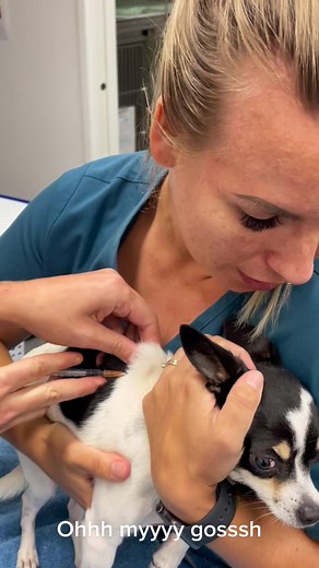 How to Restrain a Dog for a Needle at the Vet Clinic