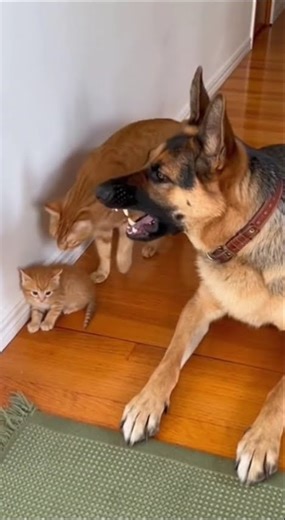 German Shepherd Barking on Tiny Little Kitten Until Mom Cat Walks In! 😂🐱🐶
