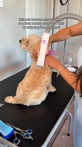 🚨 Australia’s Most Loved Grooming Kit! 🚨 The Paws & Purrz 5-in-1 is selling out fast. Don’t miss your chance! ✅ Whisper-quiet & pet-friendly ✅ Trim, deshed, vacuum & more in one kit ✅ Safe for every breed & coat type ✅ Save $$$ keep your home fur-free 🔥 50% OFF – Today Only 👉 Tap “Shop Now” Before It’s Too Late! | Paws and Purrz