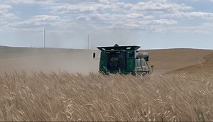 Wheat harvest rolls on