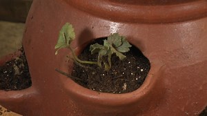 The folks at GardenWorks show you how to grow fresh strawberries in your back yard. MORE: https://globalnews.ca/lifestyle/ | Global BC