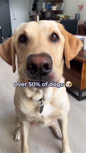❤️🔬 Dog food made with love, backed by science. Start feeding fresh today for a longer, healthier life. | My Perfect Pet