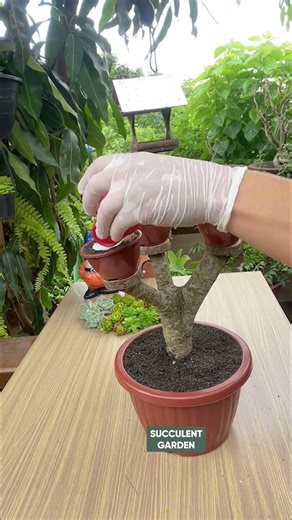 DIY Succulent Art: Upcycling Old Pots & Tree Branches