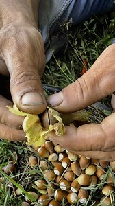 #Hazelnut #mygarden #homegardening #reelfacebook | Petrit Tahiri