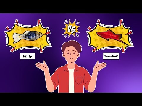 PLATY VS SWORDTAIL: WHO IS THE BEST BETWEEN THE TWO?
