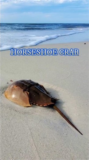 👉 Not a Crab… A 450 Million Year Survivor. 😳#shorts