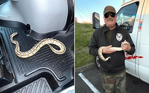 Mystery Surrounds Discovery of Python Under Seat of Virginia U-Haul Truck