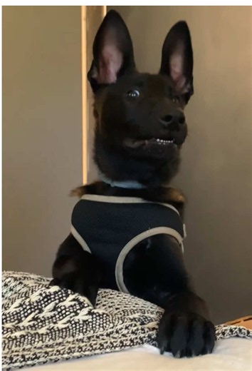 Cute puppy video — funny puppy dog moments