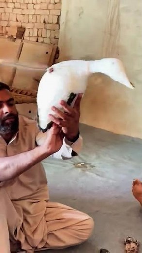 duck mojo decoys hand made under process #duckhunting