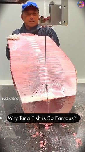 Why Tuna Fish is So Famous? | Amazing Facts About Tuna #TunaFish #OceanLife #FishFacts #Wildlife #SeaCreatures #FishFacts #Wildlife #MarineAnimals #SushiFish #TunaFacts #DeepSeaLife #WireScreenWorld Tuna fish संसारकै सबैभन्दा प्रसिद्ध माछामध्ये एक हो! यसको कारण के हो? यसको तीव्र गति, स्वादिलो मासु, उच्च पौष्टिक तत्व र विश्वव्यापी व्यापारिक मूल्य। यो भिडियोमा हामी हेर्छौं किन Tuna fish लाई “Ocean’s Power King” भनिन्छ र किन यो sushi देखि canned food सम्म हरेक ठाउँमा लोकप्रिय छ। ❤️Thank you for wat