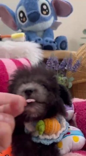 TLO Silver Tiny Toy Poodle Puppy Male 6