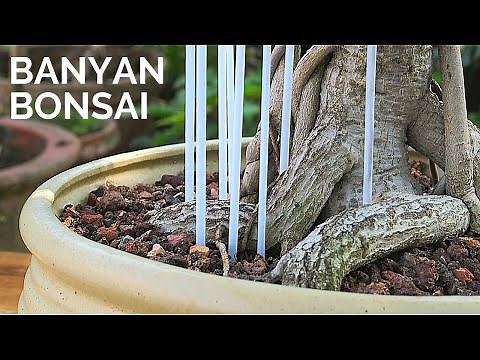 Banyan Bonsai repotting || Ficus Benghalensis pruning, repotting & aerial root training