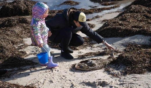 Le sud de l’Australie envahi par des algues, des milliers d’animaux marins tués