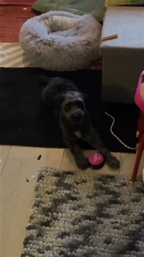 Long and gradual process of teaching my dog to communicate with buttons just started successfully!